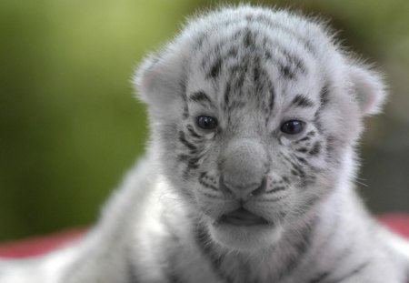 Cute cub - cute, animal, cub, white cub