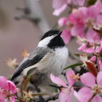 small bird among flowers