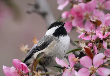 small bird among flowers - wings, bird, flower, branch