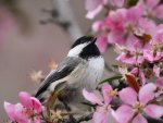 small bird among flowers