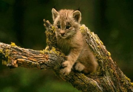 Cute cub - animal, tree, cub, cute