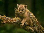 Cute cub