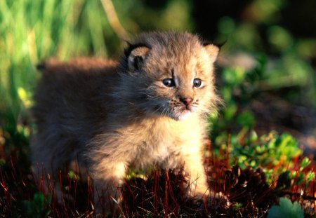 Wow..!! Whats that big shiny thing....?? - cute, sunshine, grass, animal