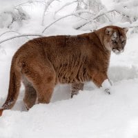 Cougar in the snow