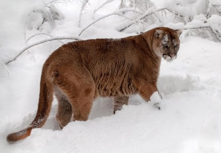 Cougar in the snow - cougar, forest, wild, snow