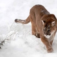 Cougar in the snow