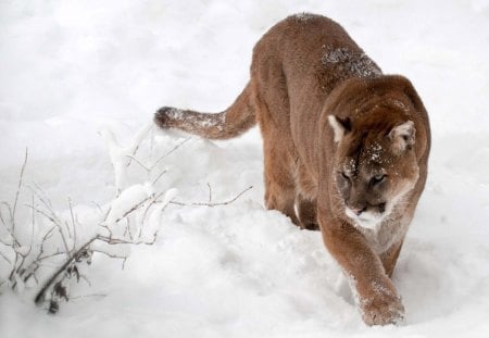 Cougar in the snow - forest, cougar, snow, wild