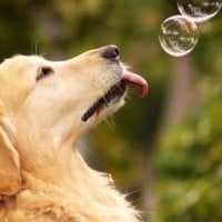 Dog eats soap bubbles