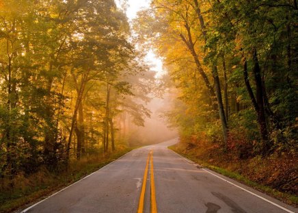 Autumn road - tree, forest, road, autumn