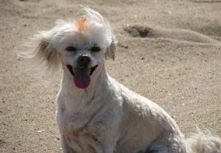 playtime on the beach - white, play, laugh, snowie, sweet