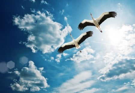 Cranes (Birds) - clouds, birds, blue, beautiful, cranes, flying, white, nature, wings, sky