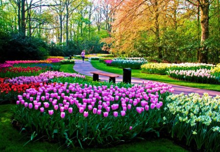 Keukenho Gardens, Netherlands - tulips, blooms, bench, colors, path, flower