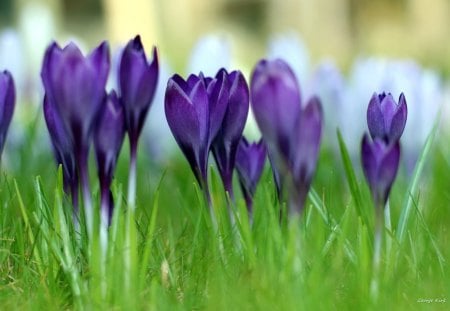 *Purple Crocus Focus* - buds, crocus, photography, spring, crocuses, softness, purple, pretty, cool, petals, grasses, cute, earth, tender touch, summer, gentle, lovely, plants, pollen, nature, focus, beautiful, leaves, seasons, splendor, sweet, colors, flowers