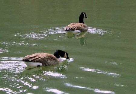 Afternoon Swim - water, green, brown, black