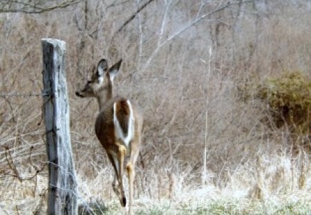 Into The Woods - trees, green, deer, grass, woods