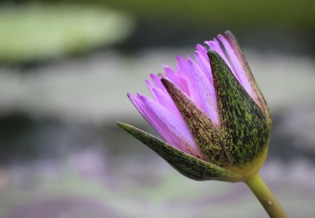 *Closing Lotus Bud* - buds, photography, spring, softness, pretty, cool, petals, cute, tender touch, summer, closing, gentle, lovely, plants, pollen, nature, picture, lotus, focus, water lily, beautiful, leaves, seasons, splendor, sweet, colors, flowers