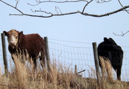 Waiting - brown, poles, grass, fence, tree, cows