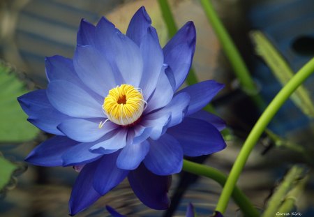 *Water LiLy* - pretty, summer, buds, splendor, pollen, spring, gentle, leaves, flowers, plants, seasons, lotus, beautiful, photography, water lily, colors, lovely, cool, sweet, petals, tender touch, nature, focus, picture, cute, closing, softness