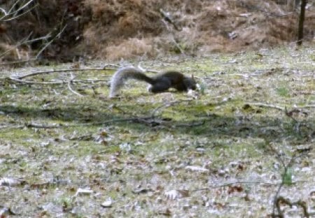 Playfull - grass, squirrel, green, brown