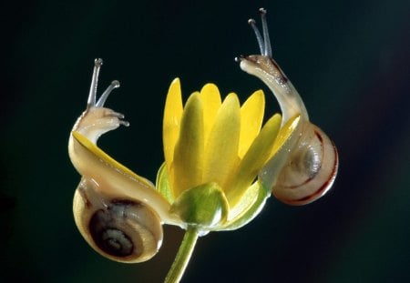 Two snails in yellow flowers - flowers, style, snails, animals