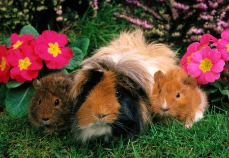 Guinea pig - flowers, cute, guinea pig, animals