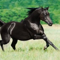 Black Arabian Stallion