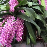 Beautiful orchids