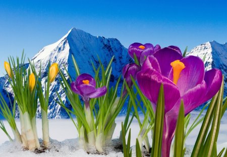 Spring flowers - nice, slope, sky, colorful, peaks, lovely, spring, crocuses, pretty, blue, snow, photoshop, beautiful, flowers, snowy