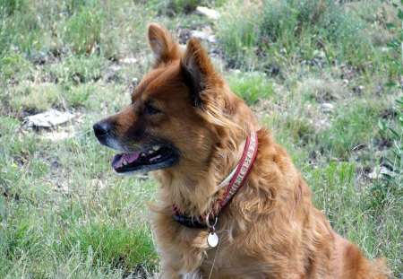 Mama bear - loveable, old, dog, red