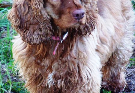 Zoey - loveable, dog, cocker, red