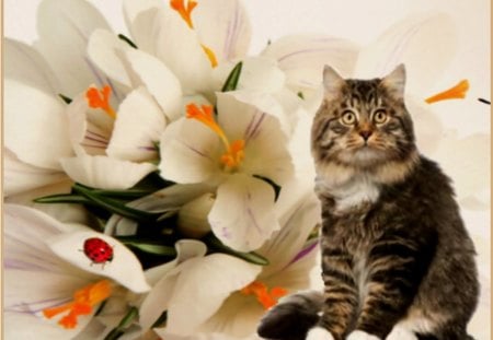 Spring flowers and the cat - beauty, flowers, cat, spring