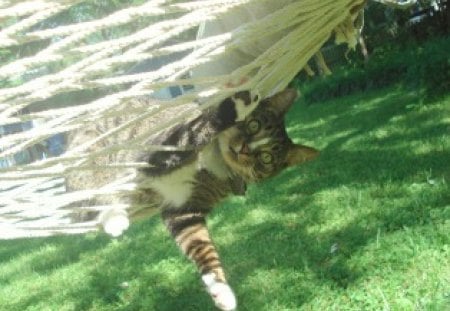 Cat in a hammock - feline, green, hammock, grass, cat