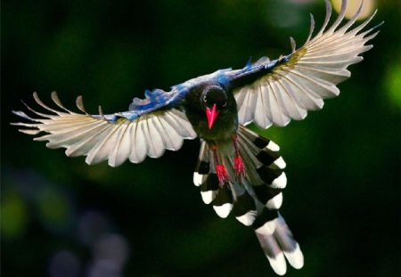 COLOURS OF NATURE - NATURE, BIRD, COLOURS, PRETTY