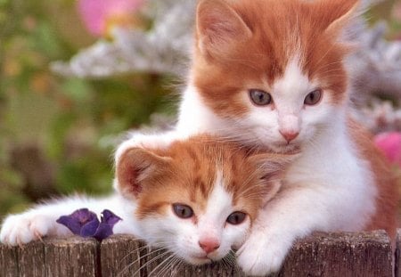 Siblings - feline, flowers, cute, kittens