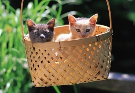 It is fun in here - basket, siblings, grass, kittens