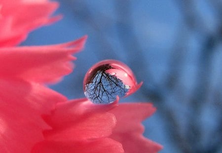 Imagery - flower, pink, reflection, imagery, drop