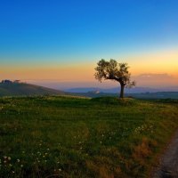 Tree on a Hill