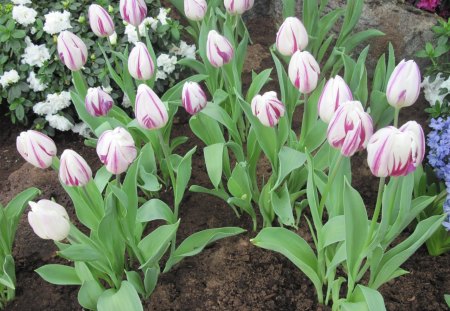 Spring symbol of rebirth 04 - pink, tulips, flowers, blue, garden, white, soil, brown, photography, green