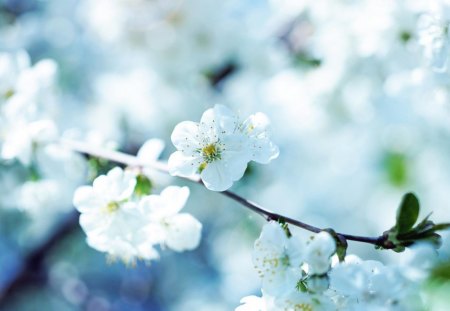 Spring - flower, flowers, spring, tree, nature