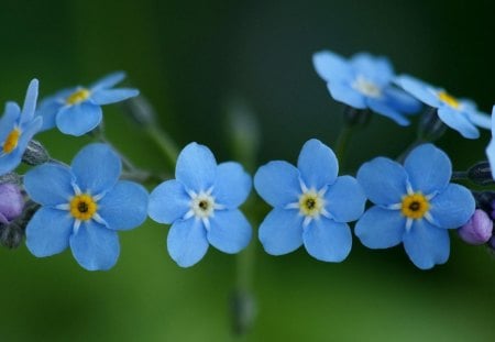 Blue - forget me not, flowers, nature, blue