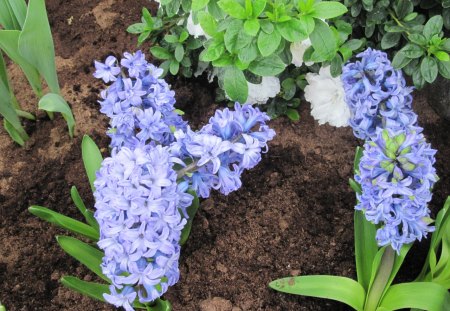 Spring symbol of rebirth 34 - soil, Flowers, blue, garden, green, photography, brown, Hyacinths