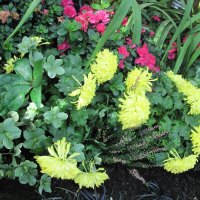 Spring symbol of rebirth 51