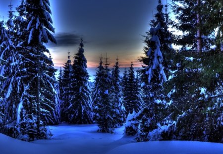 wondrous evergreen forest in winter hdr - evergreen, winter, sundown, hdr, forest