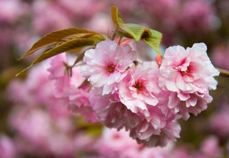 Sakura - blossoms, blooming, pretty, pink, beautiful, spring, fragrance, sakura, freshness, nice, scent, lovely, tree, nature, branch