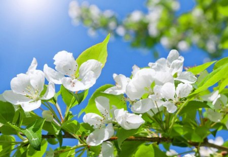 Blooming tree - beauty, nice, sky, freshness, fragrance, greenery, spring, blossoms, pretty, sunny, tree, scent, apple, rays, branches, blooming, lovely, nature, beautiful, leaves