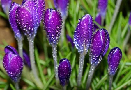 Wet crocuses - nice, freshness, delicate, water, greenery, spring, crocuses, purple, pretty, grass, drops, droplets, wet, tender, violet, nature, beautiful, lovgely, flowers