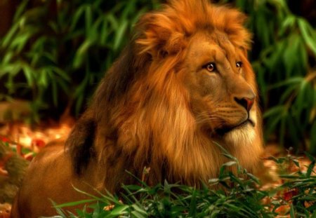 KING OF THE JUNGLE - male, lion, mane, cat, rainforest, king, jungle, big, ling