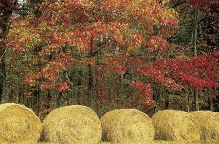 *** Autumn *** - nature, autumn, landscape, beautiful