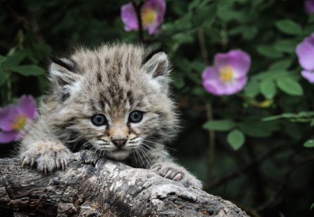 Awww Kitty - flowers, grey, kitten, beautiful, cute, pink, cat