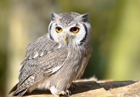 I'm Watching You - Owl - owl, bird, nature, wild